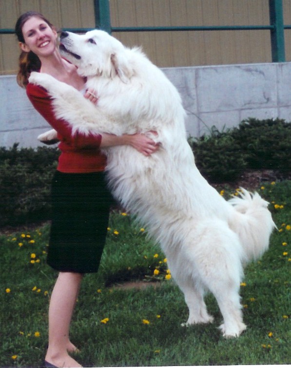 average size of great pyrenees